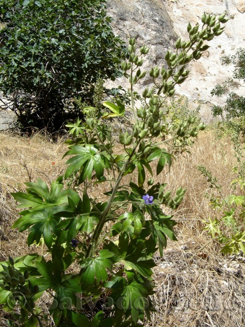 Stavesacre,Short-spurred Larkspur,lark's heel,knight's spur,lark's claw,دلفین
